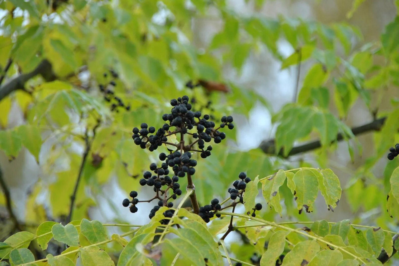 Хинганский заповедник — 3