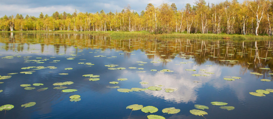 Национальный парк «Водлозеро» — 2