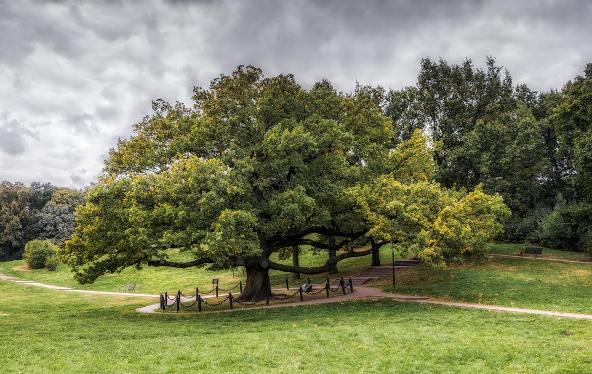 Dubovoye Oak Wood