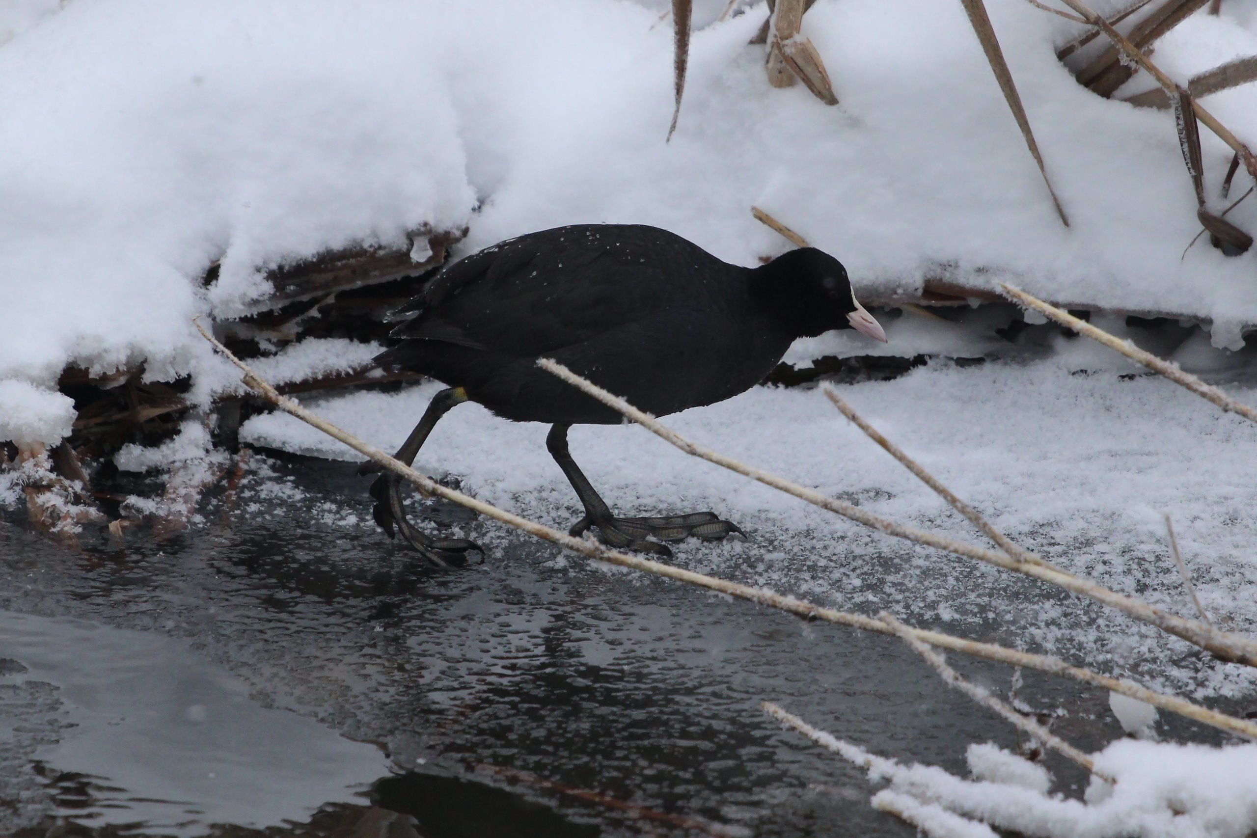 Shipov Lakes Reserve — 2