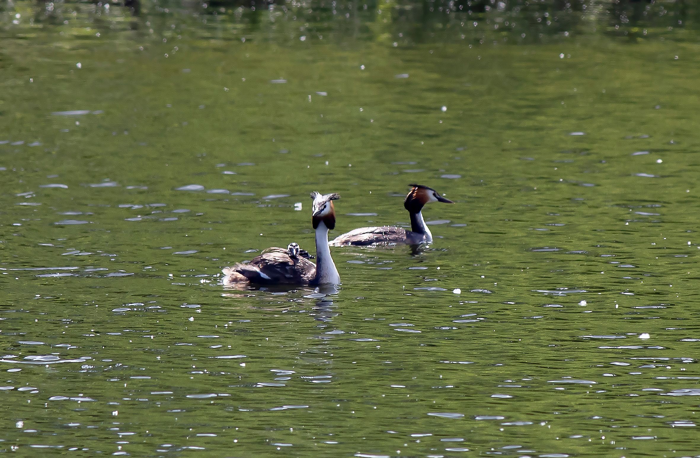 Shipov Lakes Reserve — 3