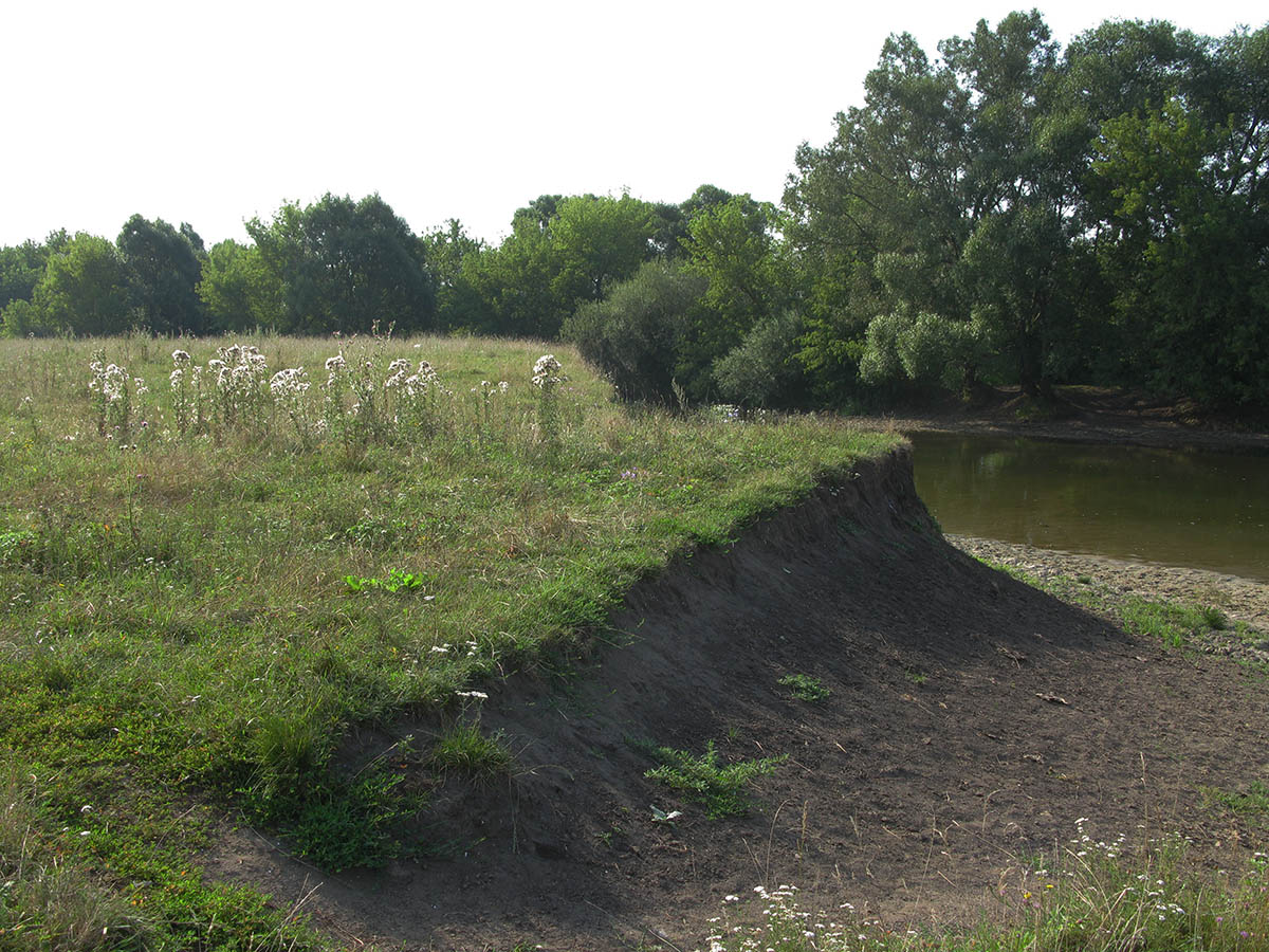 Водопойменное болото (Комаричский район) — 2