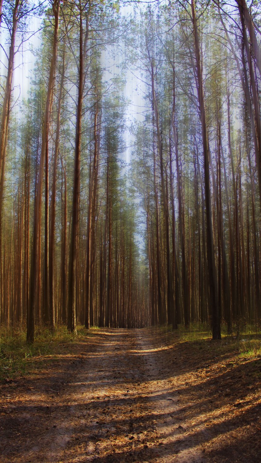Rdeisky Forest Tract — 2