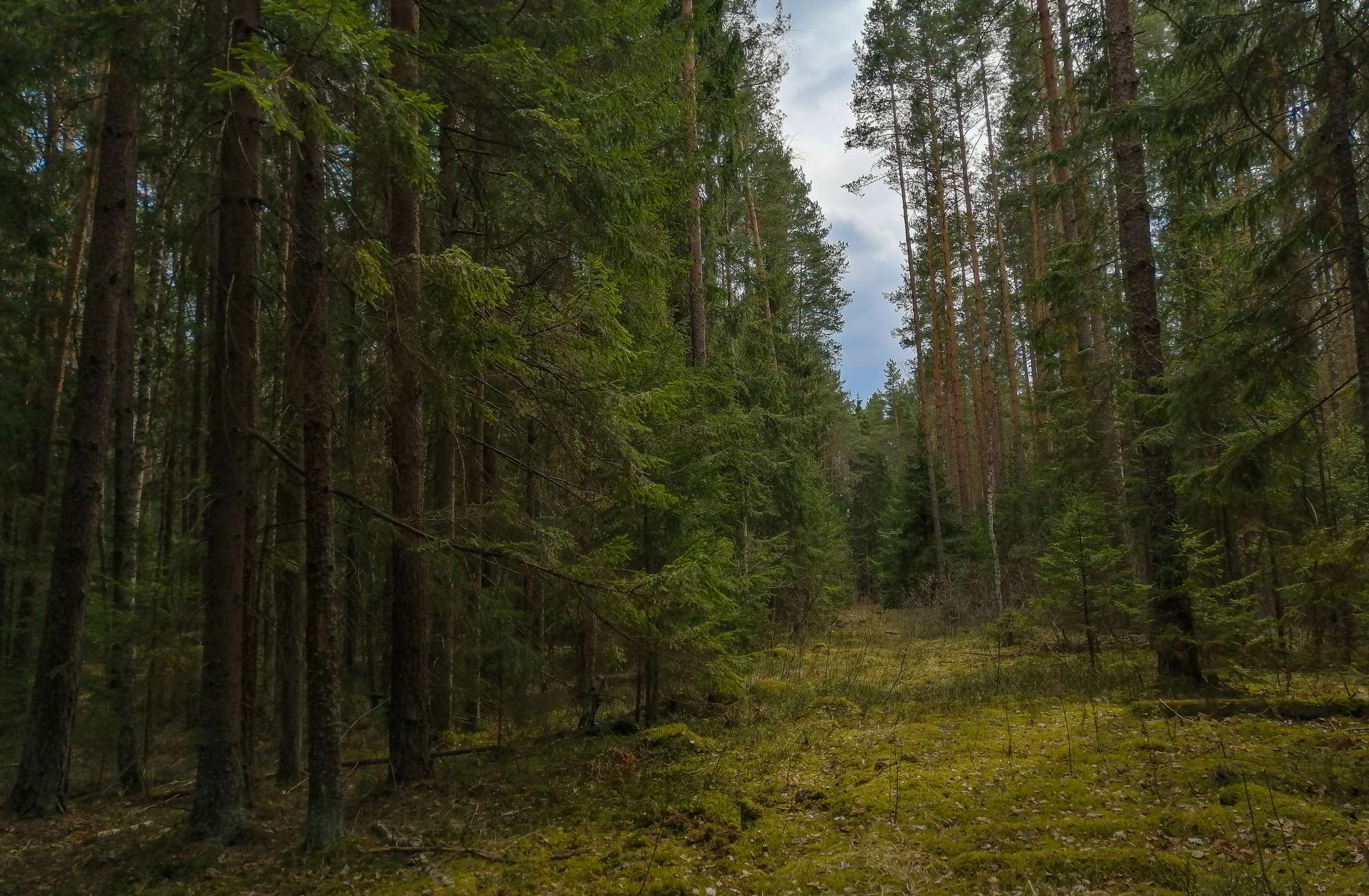 Rdeisky Forest Tract — 3