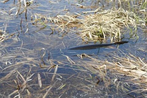 Ozernaya River Sockeye Run