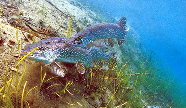 Нерест нерки в реке Озёрной — 3