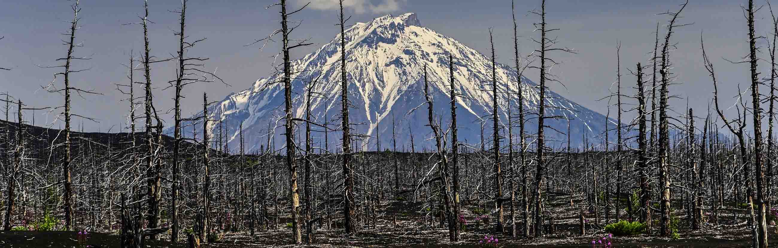 Tolbachik Dead Forest — 3