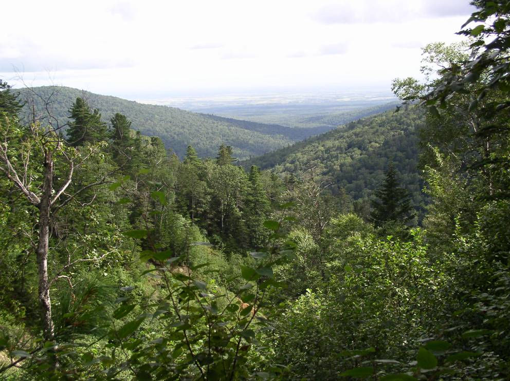 Botchinsky Nature Reserve