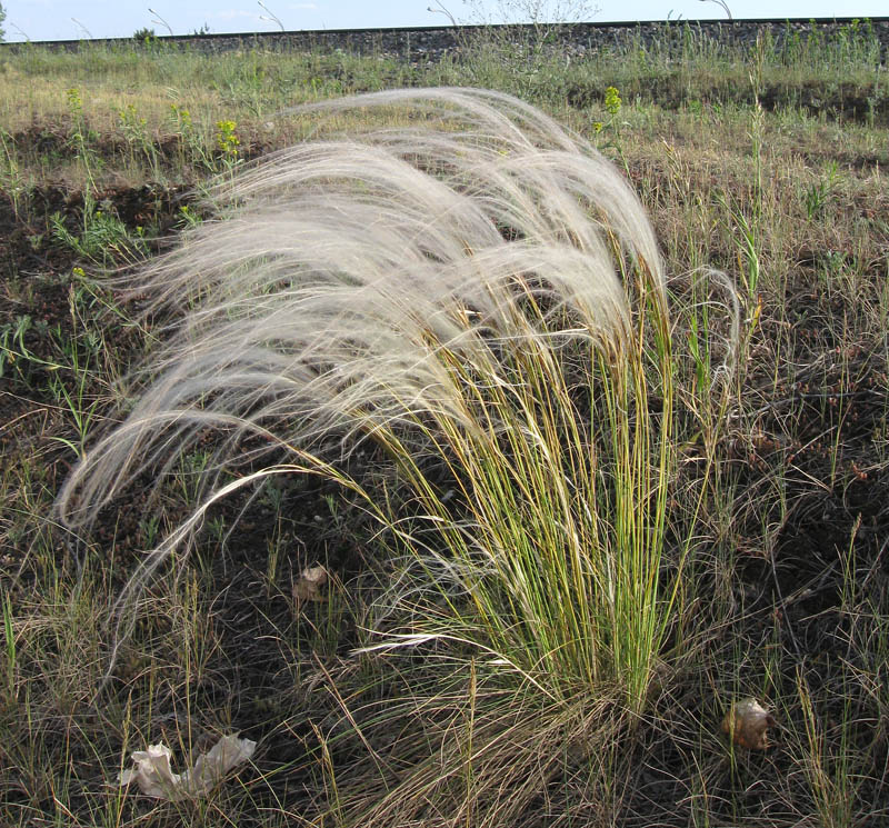 Askiz Steppe