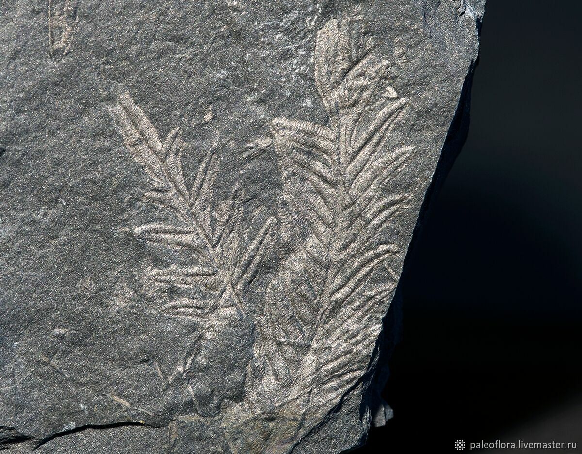 Plant Fossils (Fatezh)