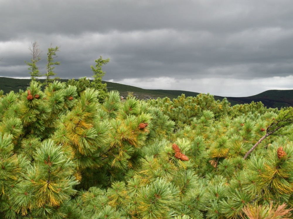 Magadan State Nature Reserve