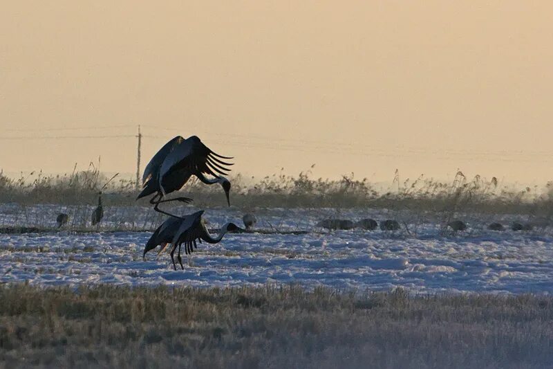 Побережье озера Ханка — 3