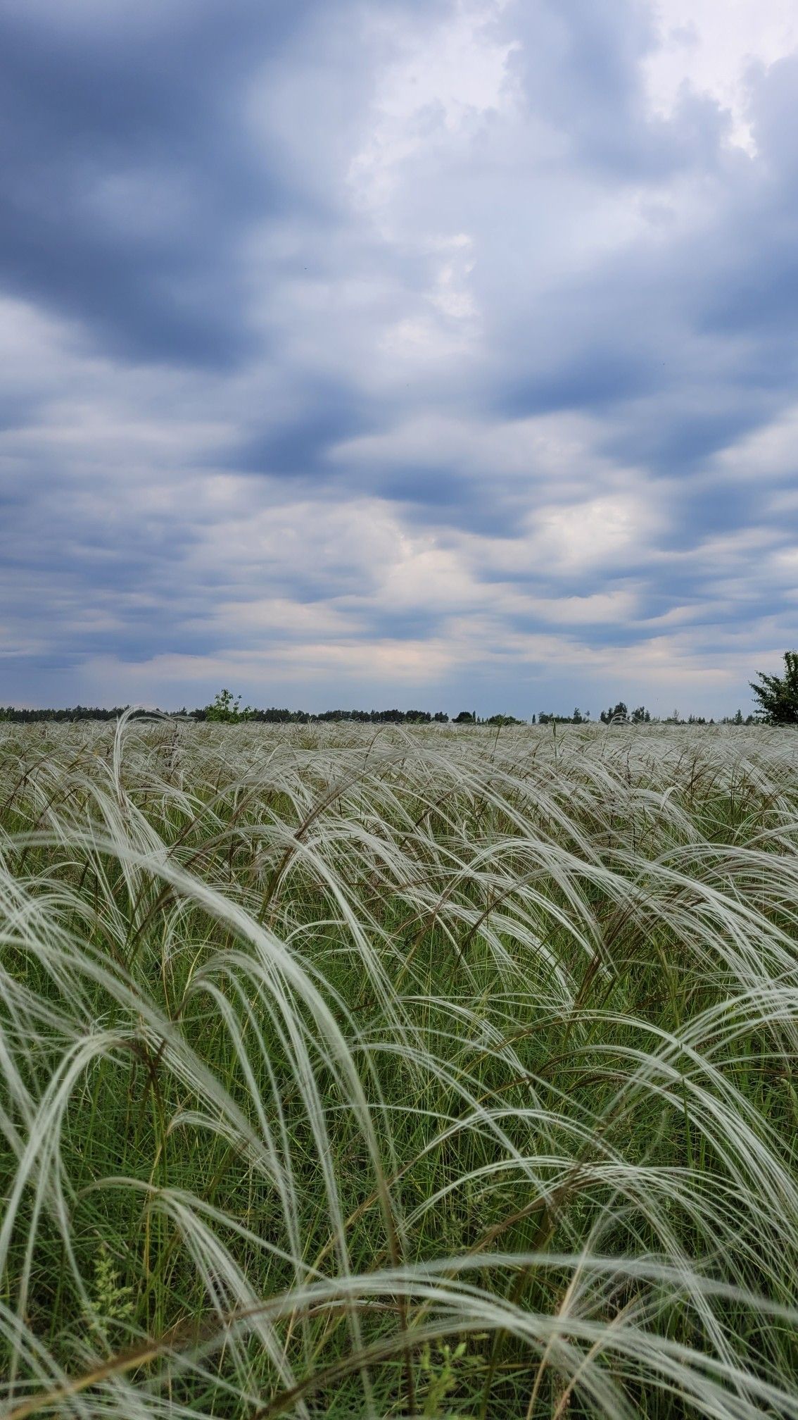 Platonovka Steppe Reserve — 3
