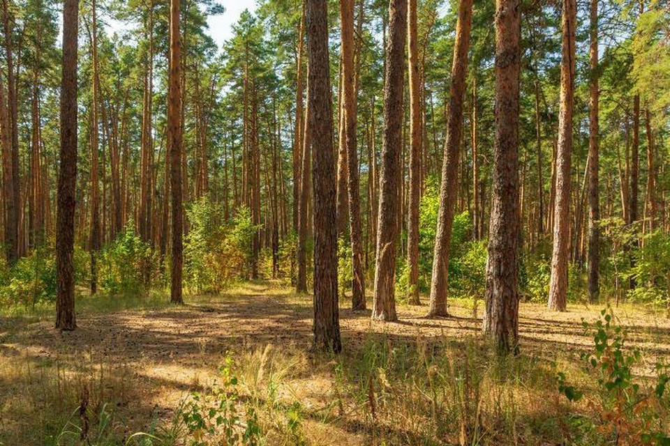 Лесопарк Сосновка — 3