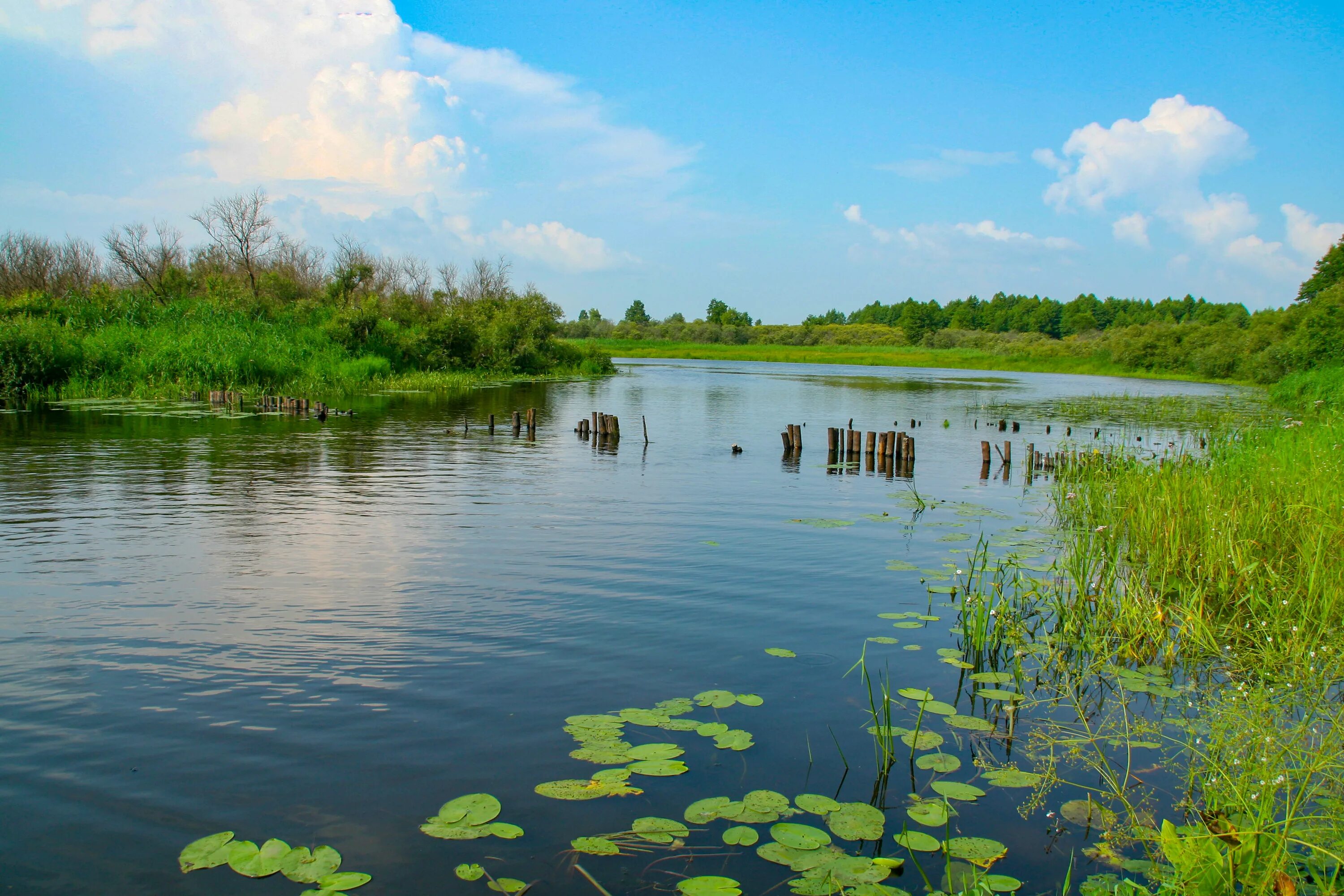 Klyazmin-Lukh Nature Reserve — 2