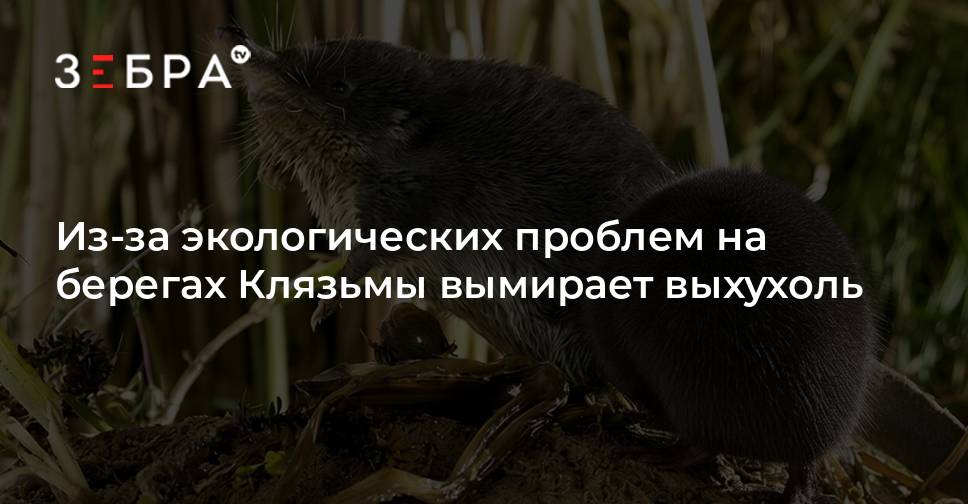 Klyazminsky Nature Reserve — 2