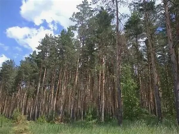 Don Pine Woods near Semiluki
