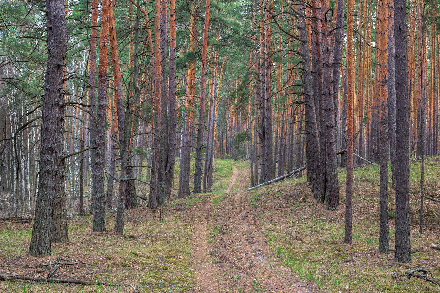 Don Pine Woods near Semiluki — 2
